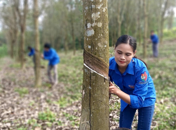 Sức bật mới nhờ khoán sản phẩm vườn cao su cho người lao động 